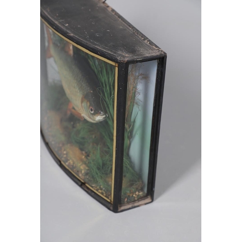 532 - ANTIQUE CASED FISH - GAMAGE OF LONDON. A preserved Roach, set in a naturalistic setting and in a bow... 