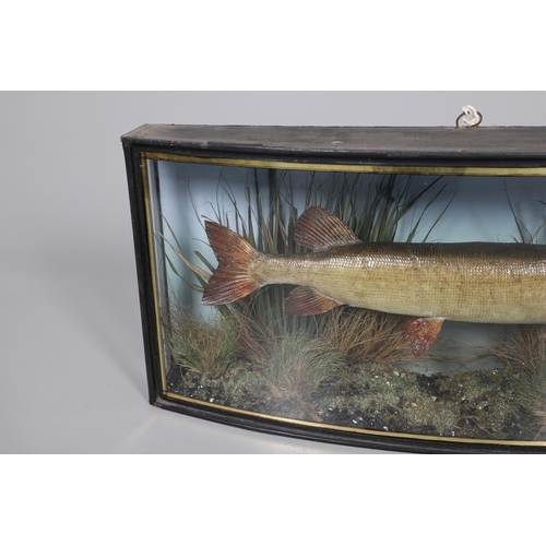 533 - ANTIQUE CASED FISH - GAMAGE OF LONDON. A preserved Pike, set in a naturalistic setting and in a bow ... 