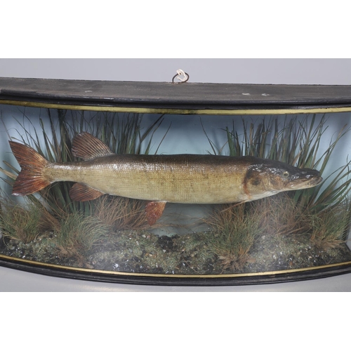 533 - ANTIQUE CASED FISH - GAMAGE OF LONDON. A preserved Pike, set in a naturalistic setting and in a bow ... 