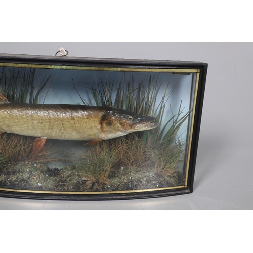 533 - ANTIQUE CASED FISH - GAMAGE OF LONDON. A preserved Pike, set in a naturalistic setting and in a bow ... 