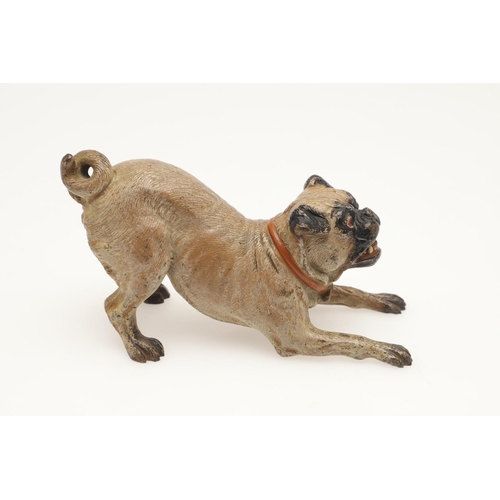 537 - COLD PAINTED BRONZE PUGS. Two cold painted bronze models of Pugs, one in a standing pose and one cro... 