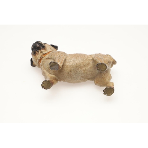 537 - COLD PAINTED BRONZE PUGS. Two cold painted bronze models of Pugs, one in a standing pose and one cro... 