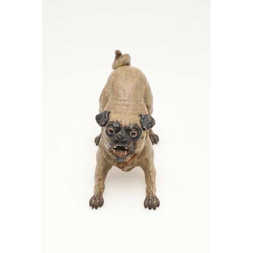 537 - COLD PAINTED BRONZE PUGS. Two cold painted bronze models of Pugs, one in a standing pose and one cro... 