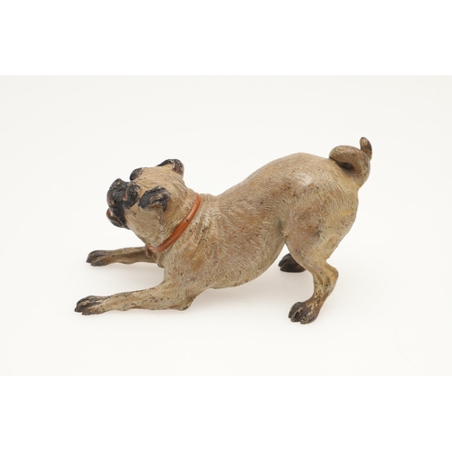 537 - COLD PAINTED BRONZE PUGS. Two cold painted bronze models of Pugs, one in a standing pose and one cro... 