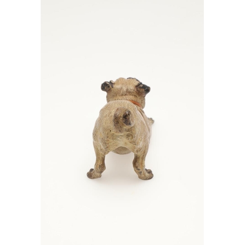 537 - COLD PAINTED BRONZE PUGS. Two cold painted bronze models of Pugs, one in a standing pose and one cro... 