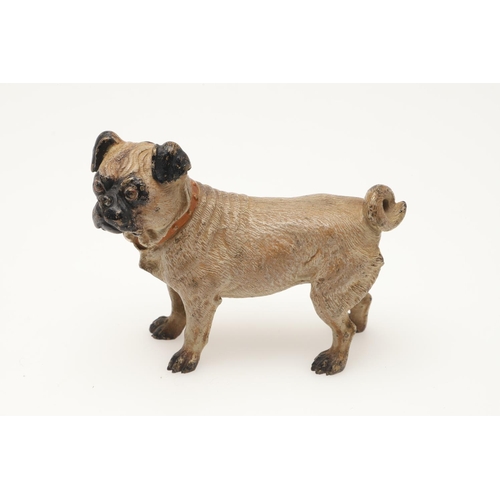 537 - COLD PAINTED BRONZE PUGS. Two cold painted bronze models of Pugs, one in a standing pose and one cro... 