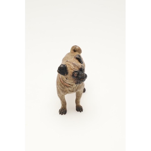 537 - COLD PAINTED BRONZE PUGS. Two cold painted bronze models of Pugs, one in a standing pose and one cro... 