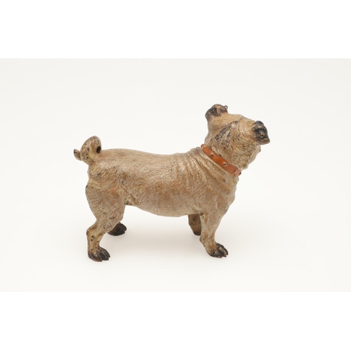 537 - COLD PAINTED BRONZE PUGS. Two cold painted bronze models of Pugs, one in a standing pose and one cro... 