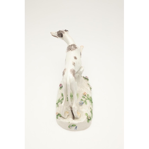 608 - MEISSEN STYLE PORCELAIN GREYHOUND. A Meissen style figure of a running Greyhound, the oval shaped ba... 