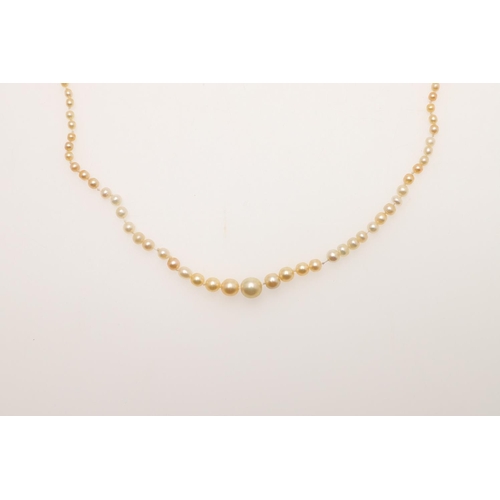 237 - A SINGLE ROW GRADUATED NATURAL PEARL NECKLACE. the pearls graduate from approximately 1.8 to 4.9mm t... 