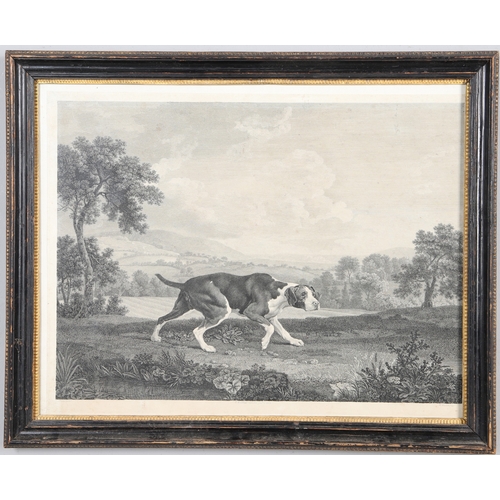 331 - WILLIAM WOOLLETT AFTER GEORGE STUBBS ARA (1724-1806). 'THE SPANISH POINTER'. Inscribed 'T. Bradford ... 