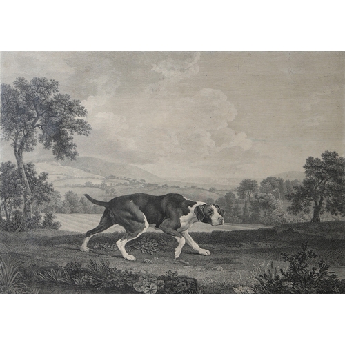 331 - WILLIAM WOOLLETT AFTER GEORGE STUBBS ARA (1724-1806). 'THE SPANISH POINTER'. Inscribed 'T. Bradford ... 