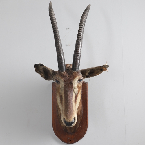 571 - TAXIDERMY - MOUNTED SABLE ANTELOPE. A large shoulder mounted Sable Antelope, mounted on an oak shiel... 