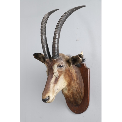 571 - TAXIDERMY - MOUNTED SABLE ANTELOPE. A large shoulder mounted Sable Antelope, mounted on an oak shiel... 