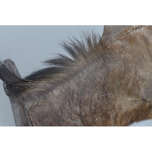 571 - TAXIDERMY - MOUNTED SABLE ANTELOPE. A large shoulder mounted Sable Antelope, mounted on an oak shiel... 