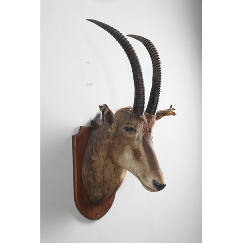 571 - TAXIDERMY - MOUNTED SABLE ANTELOPE. A large shoulder mounted Sable Antelope, mounted on an oak shiel... 