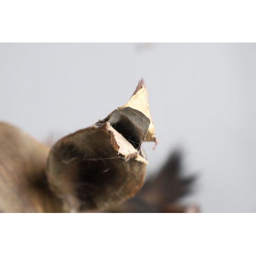 571 - TAXIDERMY - MOUNTED SABLE ANTELOPE. A large shoulder mounted Sable Antelope, mounted on an oak shiel... 