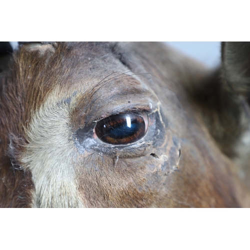 571 - TAXIDERMY - MOUNTED SABLE ANTELOPE. A large shoulder mounted Sable Antelope, mounted on an oak shiel... 