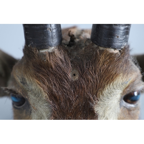 571 - TAXIDERMY - MOUNTED SABLE ANTELOPE. A large shoulder mounted Sable Antelope, mounted on an oak shiel... 