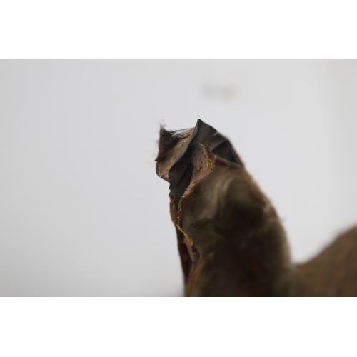 571 - TAXIDERMY - MOUNTED SABLE ANTELOPE. A large shoulder mounted Sable Antelope, mounted on an oak shiel... 