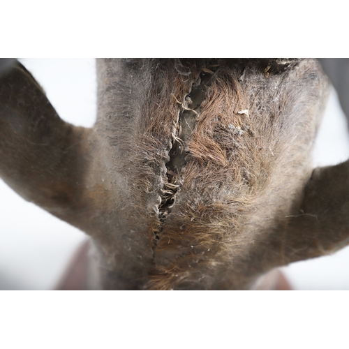 571 - TAXIDERMY - MOUNTED SABLE ANTELOPE. A large shoulder mounted Sable Antelope, mounted on an oak shiel... 
