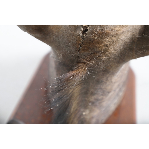 571 - TAXIDERMY - MOUNTED SABLE ANTELOPE. A large shoulder mounted Sable Antelope, mounted on an oak shiel... 