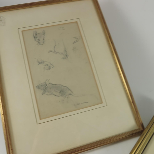 80 - PENCIL STUDY OF MICE LABELLED VERSO MARGARET TARRANT APPROX 21.5 X 14 AND A PENCIL STUDY RECUMBENT D... 