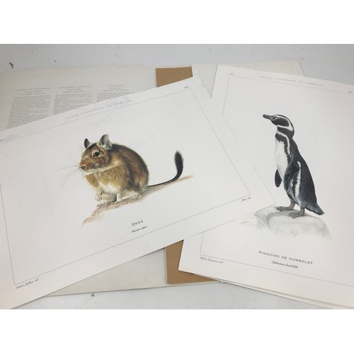 522 - FOLIO OF WILDLIFE PRINTS ‘FAUNA ILUSTRADO DE AMERICO’ 12 LOOSE PRINTS DEPICTING CHILEAN FAUNA