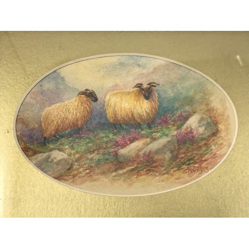 502 - 2 SMALL WATERCOLOURS DEPICTING SHEEP WITH SIGNATURE H.DAVIS