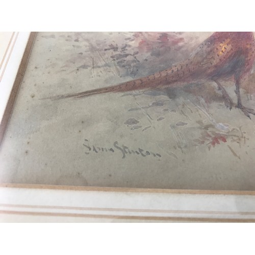 1527 - WATERCOLOUR, INDISTINCTLY SIGNED JAMES STINTON, DEPICTING A COCK PHEASANT, APPROX. 20 X 14 cm