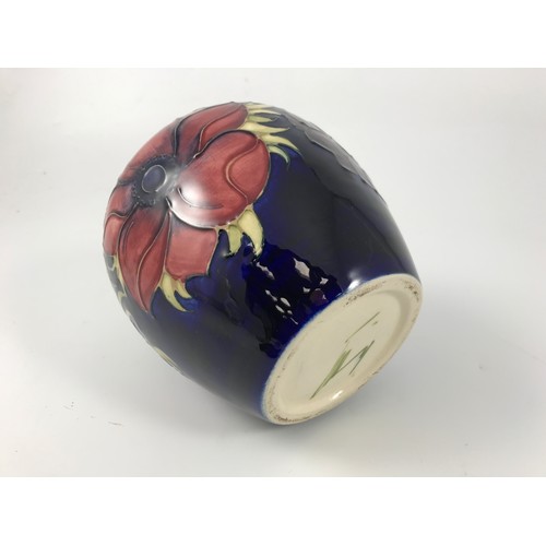 1743 - MOORCROFT POTTERY GINGER JAR WITH TUBE LINED ANEMONE PATTERN ON DARK BLUE GROUND SIGNED MOORCROFT BA... 