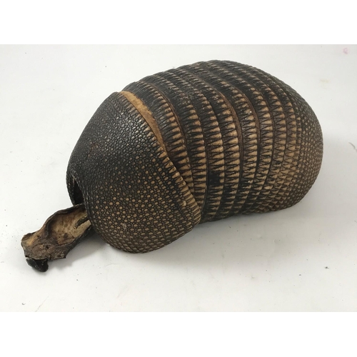 1154 - TAXIDERMY ARMADILLO