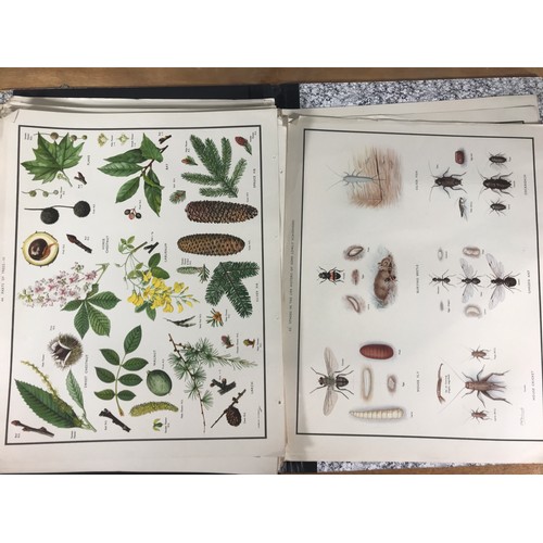 1391 - FOLIO CONTAINING A LARGE QTY. OF SCHOOL EDUCATIONAL POSTERS, MOSTLY NATURAL HISTORY, approx. 60