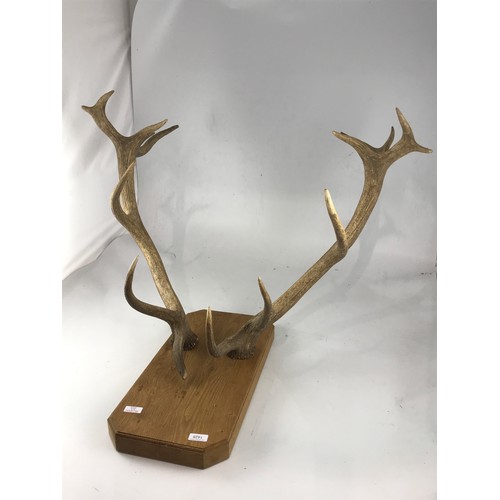 1428 - ANTLERS MOUNTED FOR DISPLAY