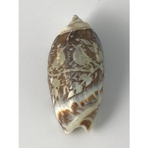 470 - 2 SEASHELLS WITH CARVED CAMEO TYPE BIRD DECORATION