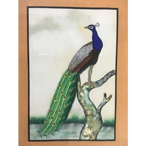 3021 - PAIR OF GOOD QUALITY WATER COLOURS DEPICTING PEACOCKS