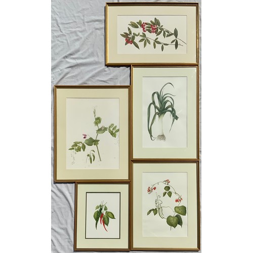 45 - MYRNA FRANCES 5 LARGER FRAMED WATER COLOURS OF FLOWER STUDIES