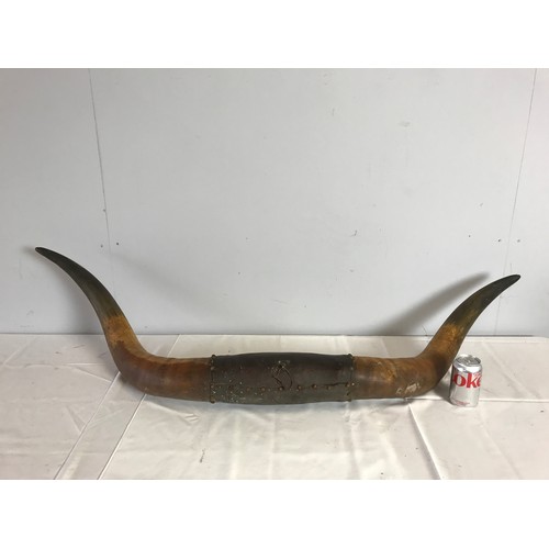 616 - LARGE ANIMAL HORNS 140cms LONG