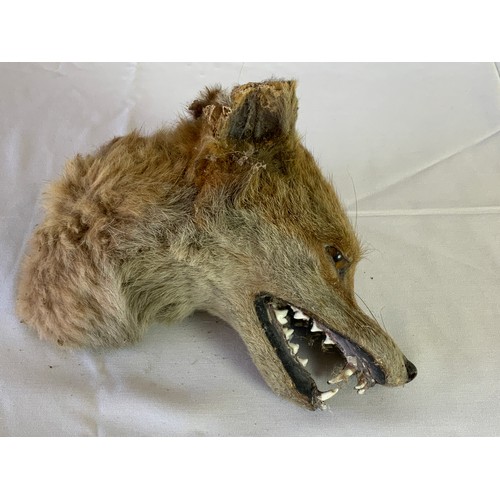 617 - TAXIDERMY, A SMALL WALL MOUNTABLE FOX HEAD