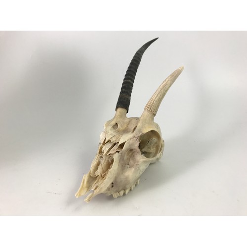 174 - CAMEL SKULL AND AN ANTELOPE SKULL