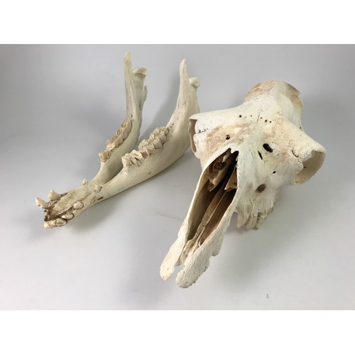 174 - CAMEL SKULL AND AN ANTELOPE SKULL