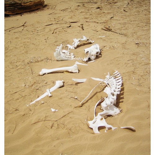 174 - CAMEL SKULL AND AN ANTELOPE SKULL