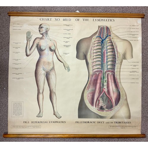 28 - ANATOMICAL CHART, CHART NO. 601 – D, OF THE LYMPHATICS FROM ORIGINAL DRAWINGS BY W J PARDOE, COPYRIG... 