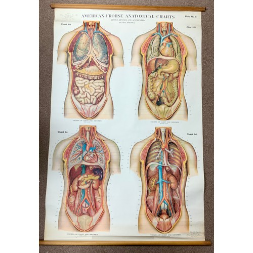 31 - AMERICAN FROHSE ANATOMICAL CHART, EDITED, REVISED AND AUGMENTED BY MAX BRODELL, PLATE NO. 6,  VISCER... 