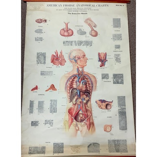 43 - AMERICAN FROHSE ANATOMICAL CHART, THIS PLATE FROM ORIGINAL DRAWINGS BY LEON SCHLOSSBERG UNDER SUPERV... 