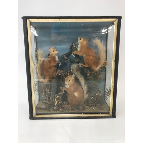 272 - TAXIDERMY THREE RED SQUIRRELLS IN GLAZED  DISPLAY CASE 48cm TALL