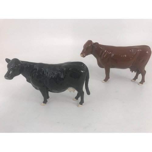 42 - BESWICK RED POLL & BLACK GALLOWAY COWS