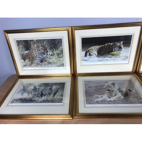 51 - 6 LIMITED EDITION WILDLIFE FRAMED PRINTS