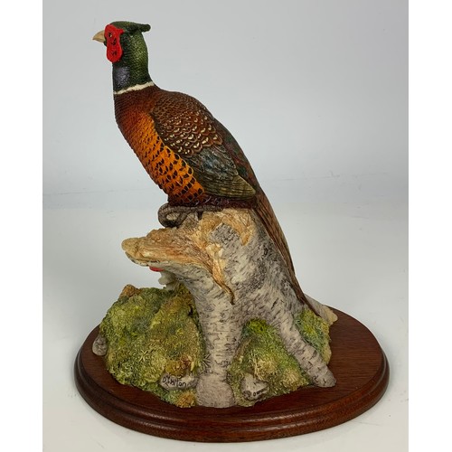 157 - BORDER FINE ARTS PHEASANT STUDY