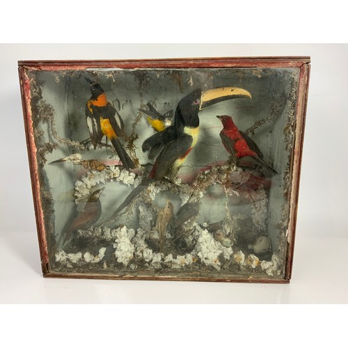 390 - TAXIDERMY IN GLAZED DISPLAY CASE OF TOUCAN & OTHER BIRDS